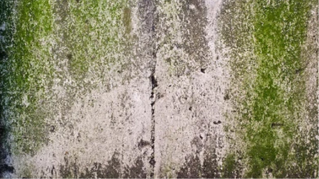 PREVENT ORGANIC MOLD & GROWTHApplying Hydro Guard creates a water-repellent...
                   